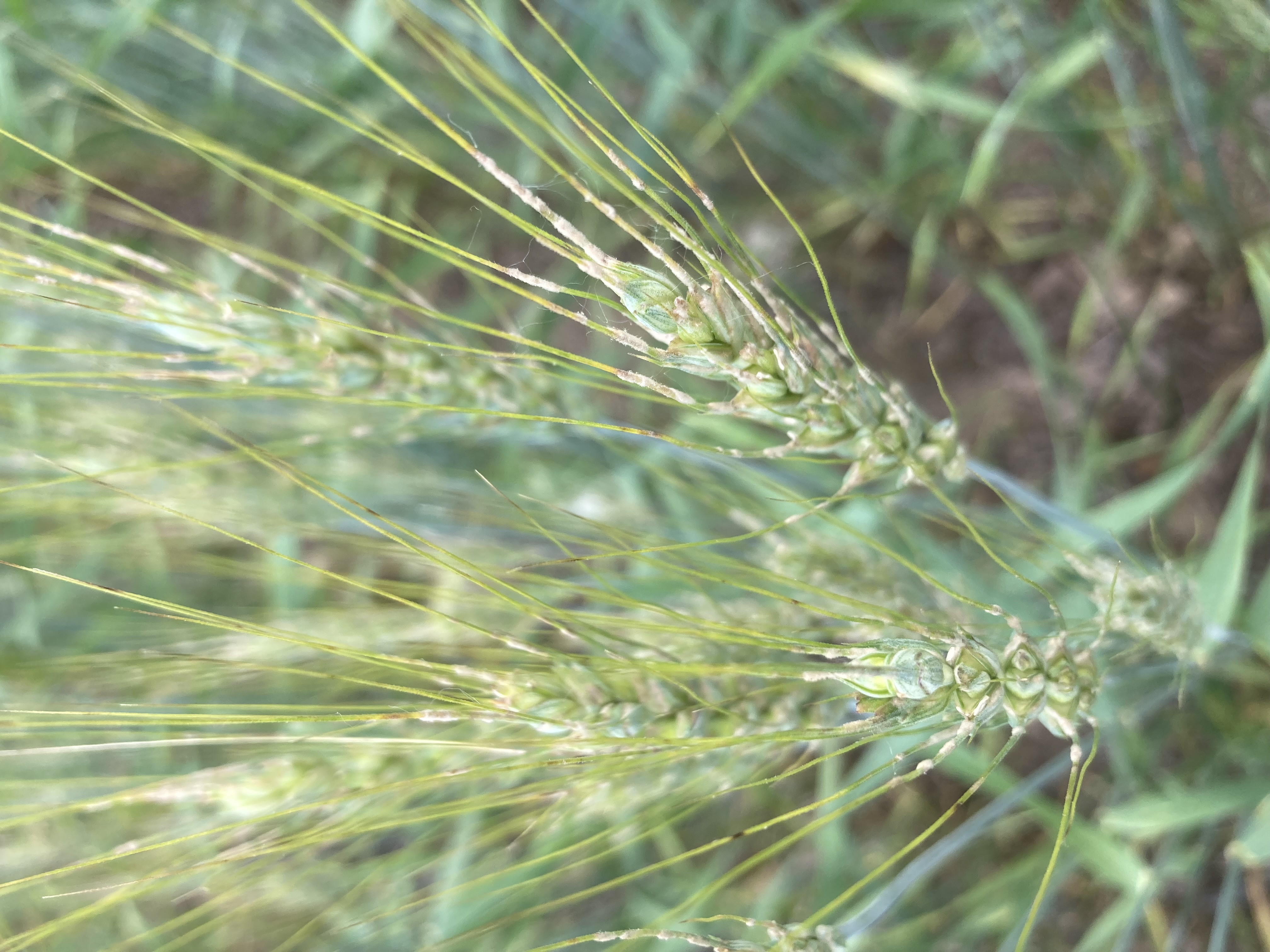 25 Wheat head powdery mildew.jpg